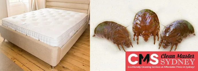 Mattress Dust Mite Treatment
