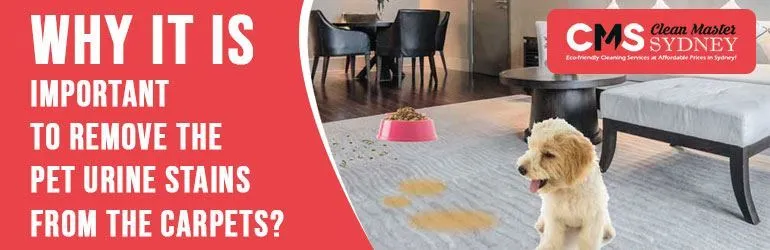 Remove Pet Urine From Carpet
