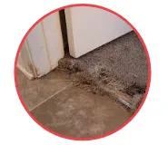 Carpet damage by pets