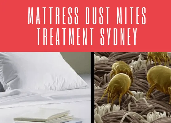 Mattress Dust Mites Removal Sydney
