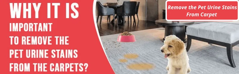 Remove Pet Urine From Carpet