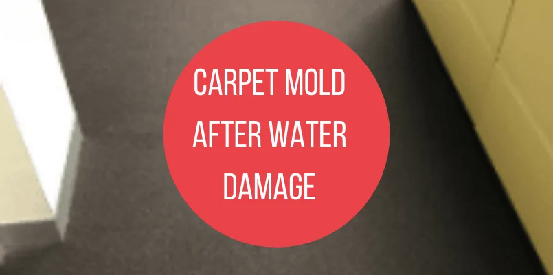 Carpet Mold After Water Damage