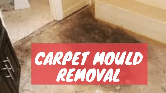 Quick And Effective Carpet Mould Treatment