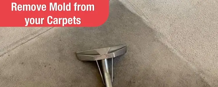 Remove Mold from your Carpet