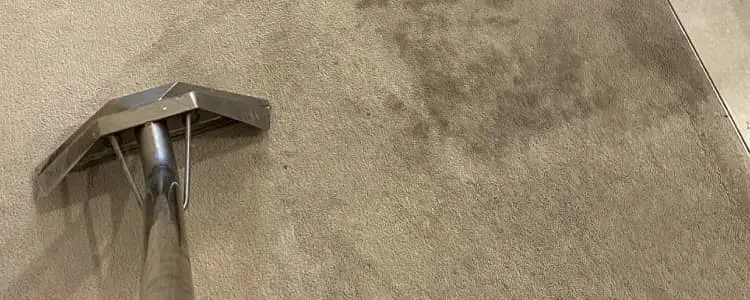 Remove Mold from your Carpets
